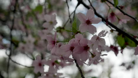 Pink-cherry-blossom-flowers-on-tree-in-park-during-spring,-closeup
