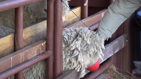 sheeps-feeding-with-a-red-basket-by-hands-on-the-farm-in-South-Korea,-pyeongchang