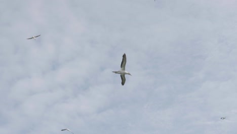 seagulls-flying-in-the-sky-at-muriwai-beach-lookout-piha-motutara-island