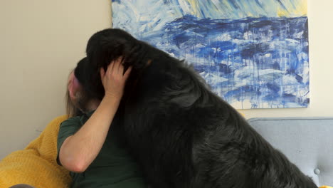 Big-black-Newfoundland-dog-jumps-on-couch-to-lick-happy-man,-medium