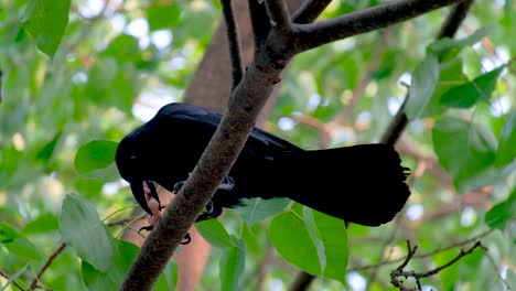 Thailand-Jungle-Crow-Eating-While-Perched-On-A-Branch