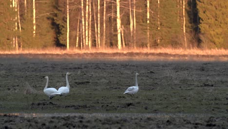 Whooper-swans-looking-for-food-in-the-field-in-early-spring-in-golden-hour