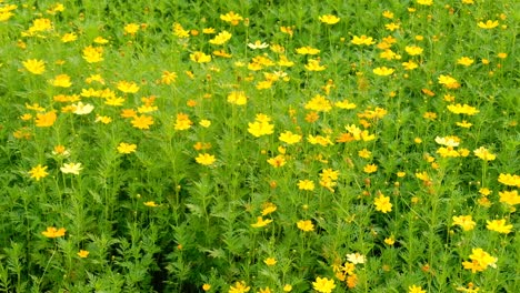 Gelb-Blühende-Wildblumen,-Die-Sich-Sanft-Im-Wind-Bewegen