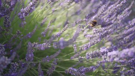 tracking-a-bumblebee-flying-through-lavender-flowers-and-collect-nectar