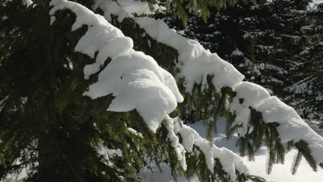 A-shot-of-green-spruce-branches-covered-with-fresh-snow-on-a-sunny-day