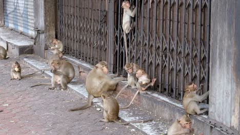 Troop-Of-Macaque-Monkeys-On-The-Streets-Of-Lopburi,-Thailand