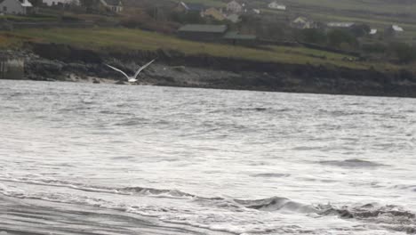 Seagull-flies-above-wild-sea,-waves-breaking-and-hitting-sandy-shore,-cold-day-in-Ireland,-small-town-in-background,-slow-motion-shot