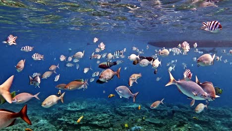 Different-Species-of-Tropical-Fish-Swimming-Under-The-Bright-Blue-Sea-Over-The-Coral-Reef---Medium-Shot