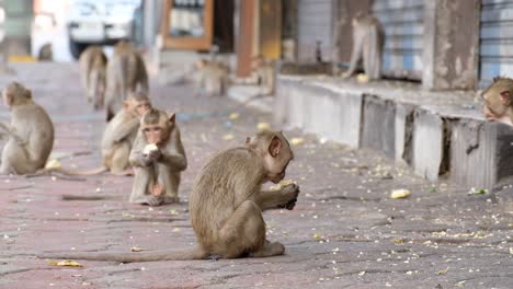 Mono-Macaco-Comiendo-Comida-Callejera-En-La-Acera,-Lopburi,-Tailandia