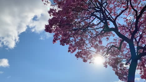 Time-lapse-of-pink-cherry-blossom-tree-with-moving-clouds