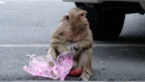 Cerrar-Mono-Macaco-Jugando-Con-Una-Bolsa-De-Plástico-En-La-Calle