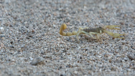 Un-Escorpión-Camina-Sobre-El-Suelo-Del-Desierto-Mientras-La-Cámara-Gira-Para-Seguirlo