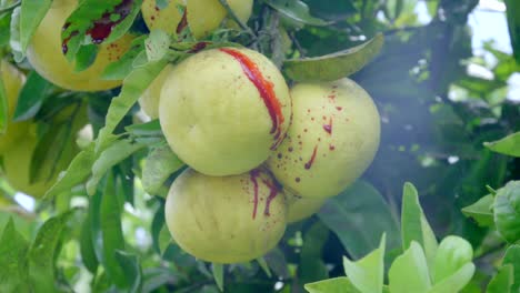 Close-up-shot-of-blood-splattering-over-a-grapefruit-cluster-on-a-tree