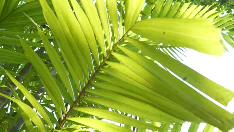 Close-up-of-palm-frond-leaf-rotating-out-to-lush-foliage