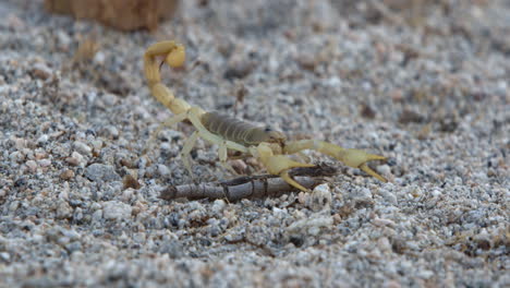 Scorpion-walking-around-in-cinematic-slow-motion