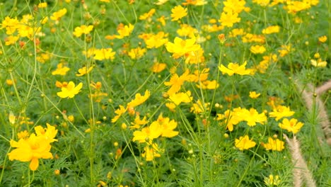 Gelb-Blühende-Blumen,-Die-Sanft-Im-Wind-Wehen