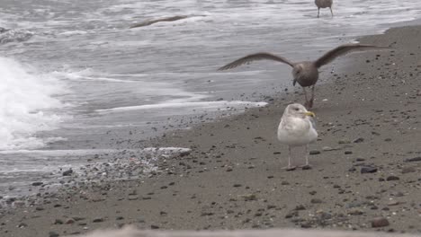 Gray-gull-flies-in,-lands-by-waves-breaking-on-beach-near-white-gull