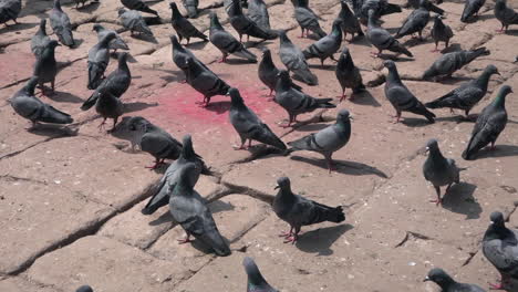 A-flock-of-pigeons-feedings-on-rice-grains-scattered-on-the-ground-at-a-Hindu-temple-in-the-city-of-Kathmandu,-Nepal