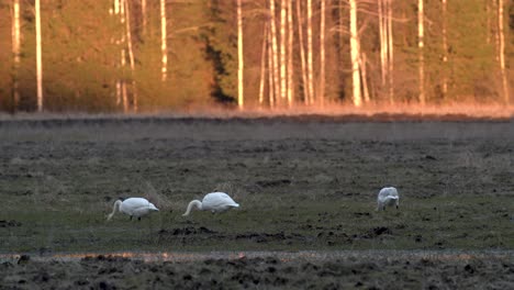 Cisnes-Cantores-En-Busca-De-Comida-En-El-Campo-A-Principios-De-La-Primavera-En-La-Hora-Dorada