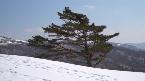 windblown-pine-tree-in-the-winter-season-in-the-top-of-a-mountain-Pyeongchang,-South-Korea