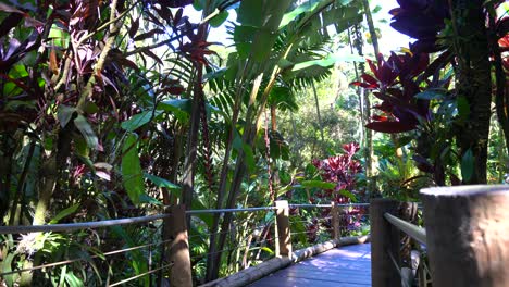 Tropischer-Botanischer-Garten-In-Hilo---Große-Insel-Von-Hawai&#39;i