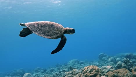 Green-Sea-Turtle-Swimming-Gently-Under-The-Deep-Blue-Sea-Over-The-Coral-Reef---Closeup-Shot