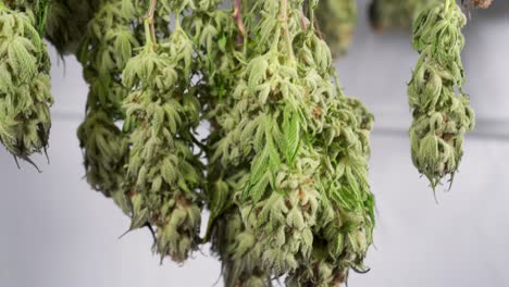 Dolly-shot-of-drying-cannabis-plants-in-a-grow-tent