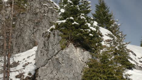A-tilt-shot-of-snow-covered-fir-trees-growing-on-a-mountain-cliff-on-a-winter-sunny-day