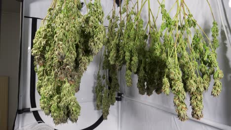 Dolly-shot-of-drying-cannabis-plants-in-a-grow-tent