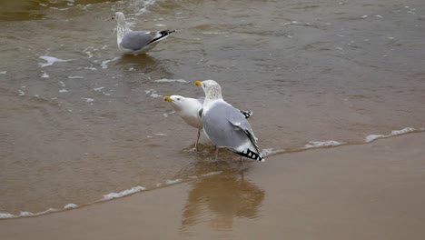 Two-Seagulls-squawk-to-each-other-on-sandy-beach
