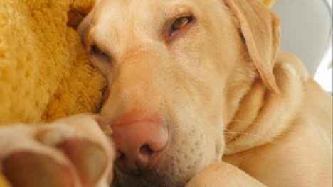 Beautiful-yellow-labrador-slowly-opens-eyes-from-sleep,-close-up