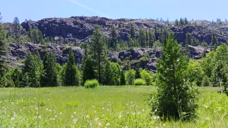 Berge-Mit-Friedlichen-Graswiesen,-Die-In-Der-Sanften-Sommerbrise-Des-Tahoe-National-Forest-Schwingen