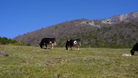 Cows-grazing-on-meadow-with-green-grass-surrounded-by-high-Alpine-mountains-with-trees-forest-on-a-blue-sky-background