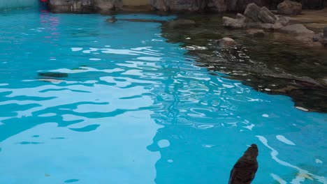 Lobos-Marinos-Sudamericanos-Nadando-En-La-Piscina-Del-Zoológico-En-Seúl,-Corea-Del-Sur