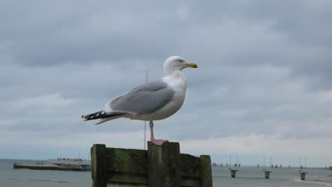 profile-of-Seagull-standing-On-a-wooden-pillar-At-Beach-of-baltic-sea