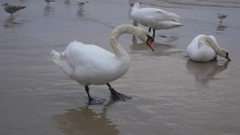 A-group-of-three-Swans-and-seagulls-on-the-sandy-beach-of-Baltic-Sea