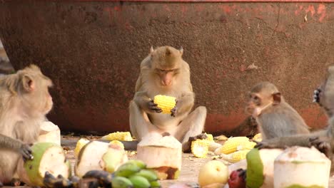Adorable-macaque-monkeys-feeding-on-fresh-fruits-in-Lopburi,-Thailand---close-up