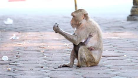 A-mother-macaque-with-her-young-clinging-on-her-chest-eating-junk-food-but,-after-a-while-walks-away-from-the-stranger-with-other-macaques-in-the-street-in-Thailand---medium-shot