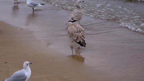 Camera-follows-Seagull-walking-on-a-sandy-beach-of-Baltic-Sea