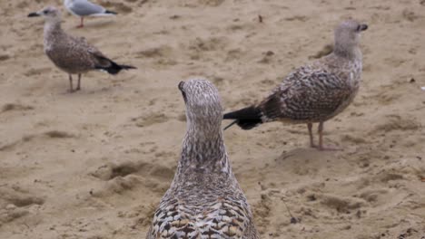 A-group-of-three-Seagulls-walk-on-a-sandy-beach-of-Baltic-Sea