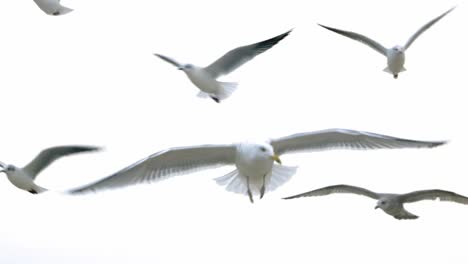 Gaviotas-Y-Pájaros-Volando-En-Grupo-Contra-El-Cielo-Blanco
