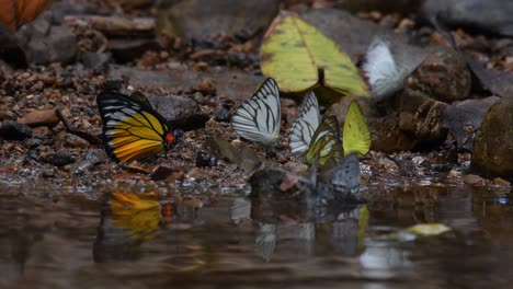 Butterflies-gathering-along-the-stream,-one-by-one-flying-off,-leaving-one-alone