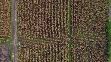 Matured-Corn-Field-In-Ayutthaya,-Thailand---Aerial-shot