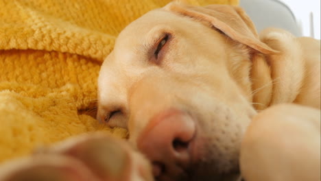 Sleepy-yellow-labroador-lazily-blinks-sleeping-on-blanket,-close-up