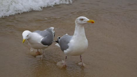 Pair-of-Seagulls-wads-on-a-sandy-beach-of-Baltic-Sea