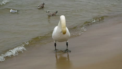 One-swan-cleans-itself-on-the-sandy-beach-of-Baltic-Sea-in-Kołobrzeg-with-seagulls-in-the-background
