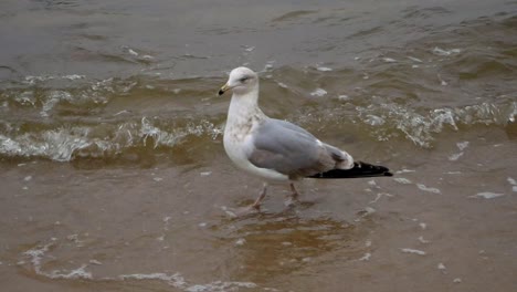 Single-Seagull-walks-on-a-sandy-beach-of-Baltic-Sea