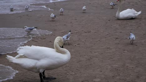 A-couple-of-Swans-and-seagulls-on-the-sandy-beach-of-Baltic-Sea
