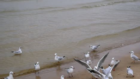 Group-of-Seagulls-on-sandy-beach