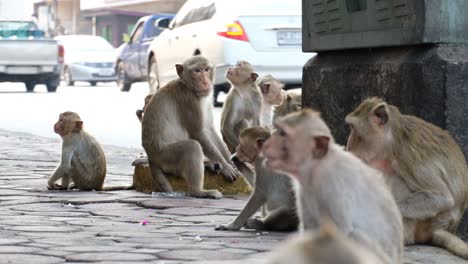 Macacos-Tailandeses-Reunidos-Y-Sentados-A-La-Vuelta-De-La-Esquina-En-Tailandia---Plano-Medio